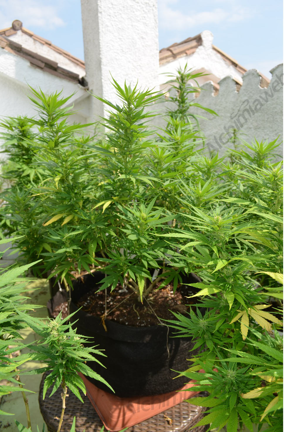 CBD Sweet & Sour Widow sur le point de fleurir