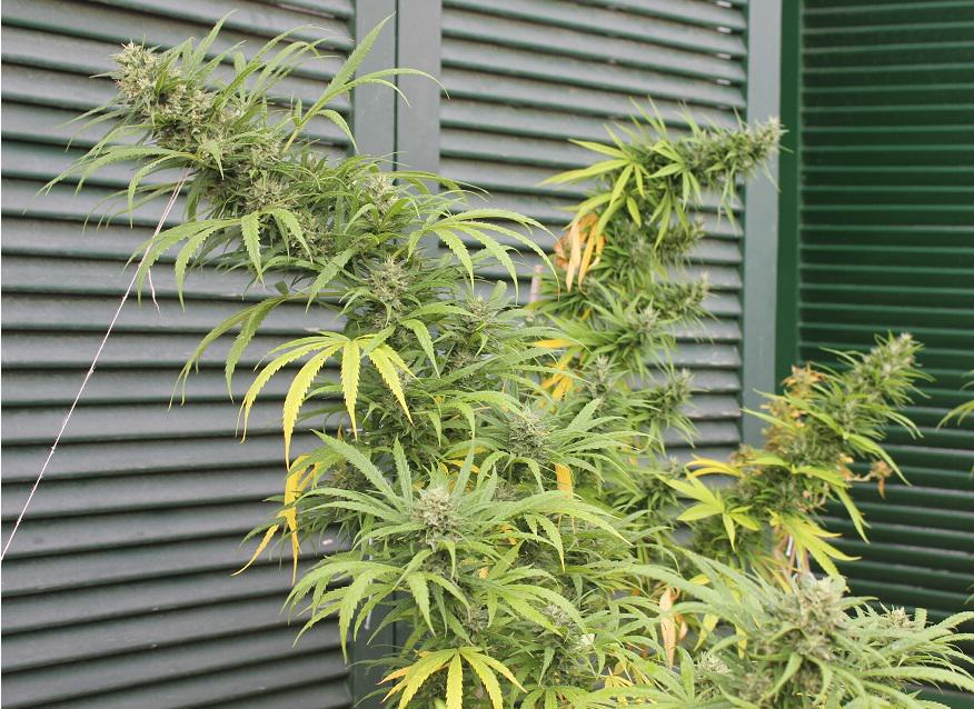 Lemon Skunk fin septembre
