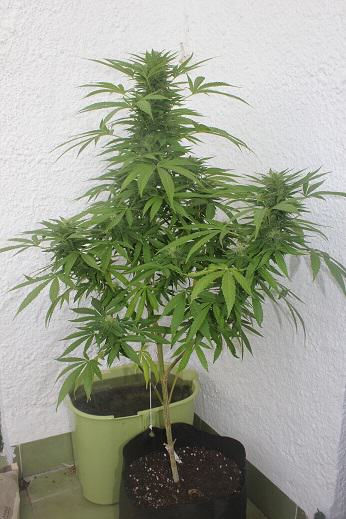 Belladonna