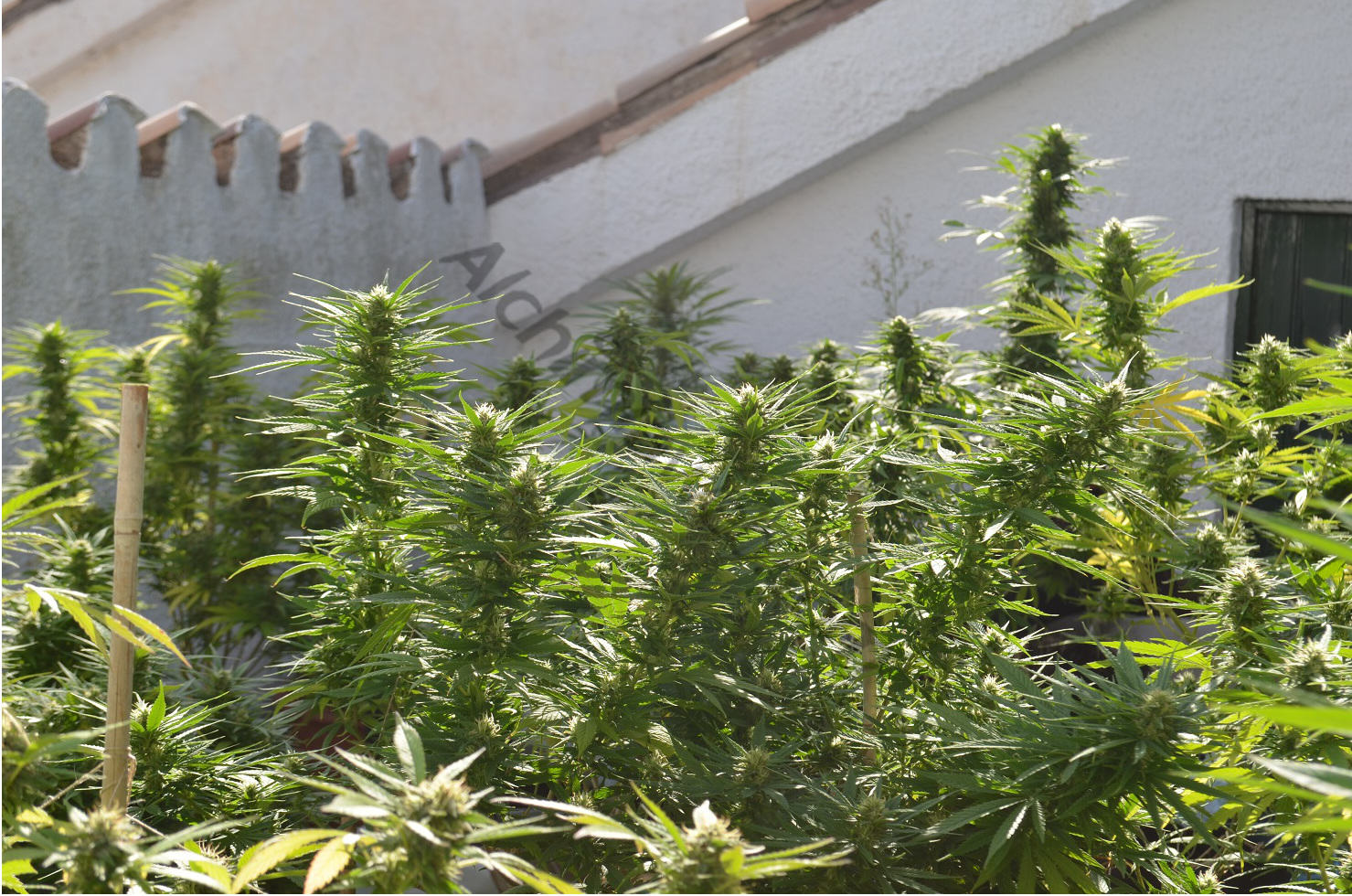 Floraison des hybrides de cannabis indica-sativa
