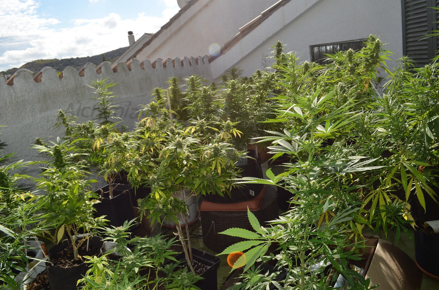 Un eden pour les passionnés de cannabis