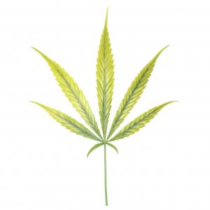Carence et excès de Fer chez le cannabis