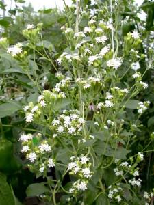 Stevia en floraison