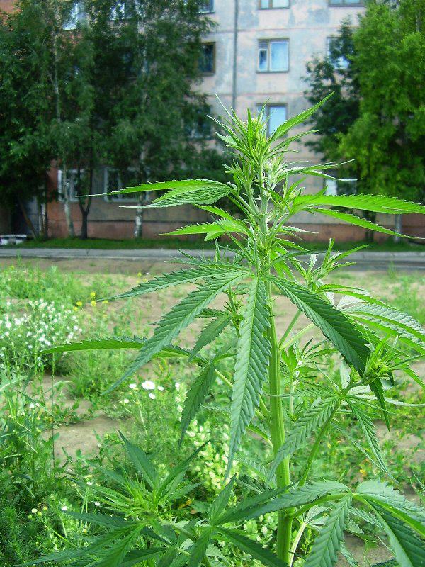 Cannabis Ruderalis dans son milieu naturel
