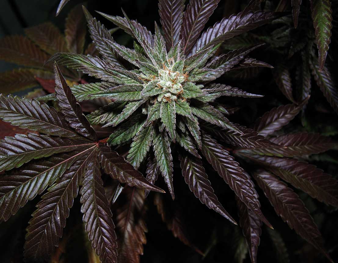 Cannabis Indica en floraison