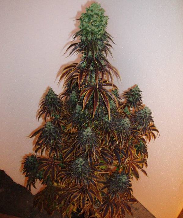 Belle plante de cannabis hybride