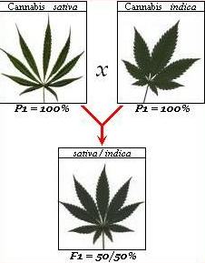 cannabis-sativa-indica-ruderalis-varietes-hybrides