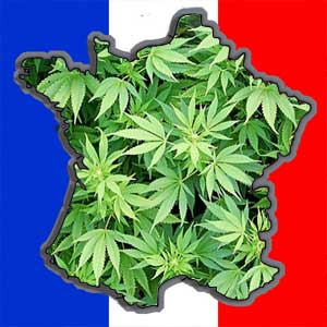 Le cannabis bientôt légalisé?