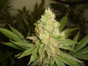 Cannabis Indica à point pour la récolte