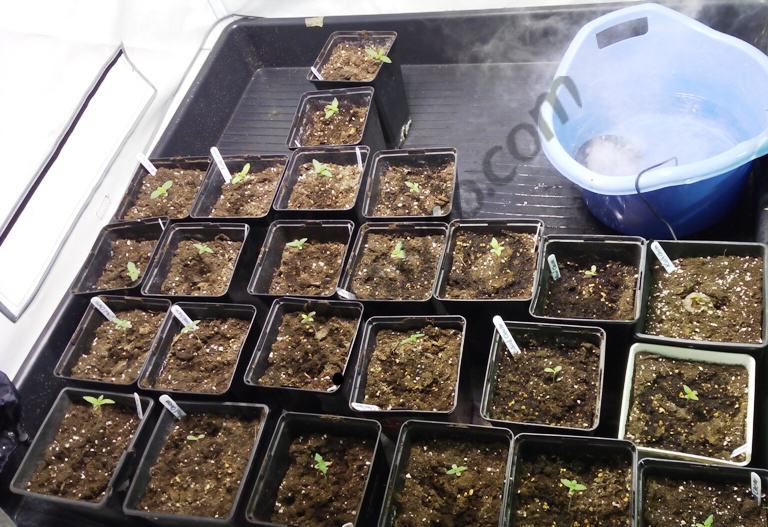 Petites plantes de cannabis avec un humidificateur mist maker