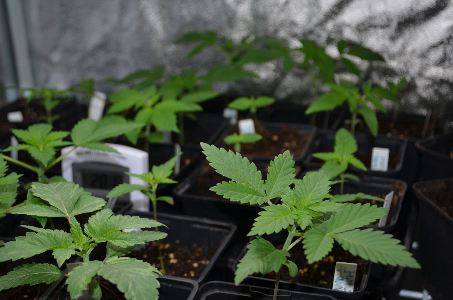 Graines de cannabis d'intérieur: quelles variétés indoor?