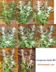 Conspiracy Kush #2