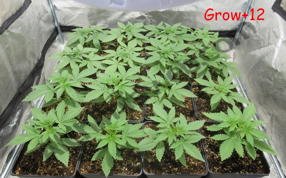 Plantes de cannabis après 12 jours de croissance