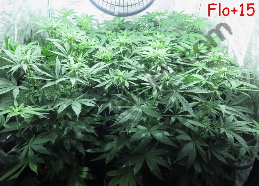 Plantes de cannabis en fin de stretch