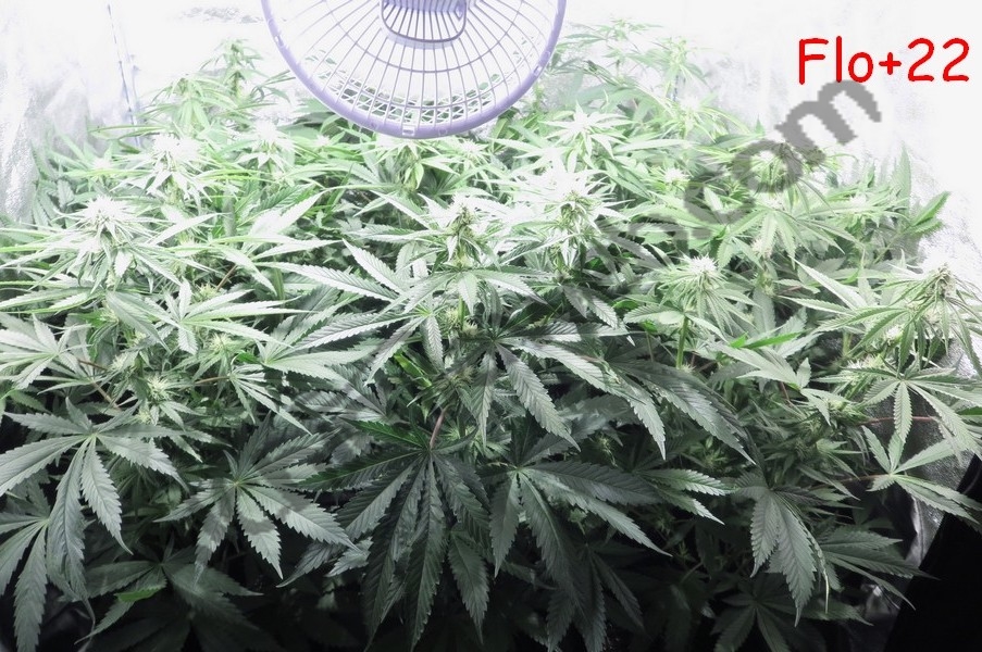 Plantes de cannabis après 3 semaines de floraison