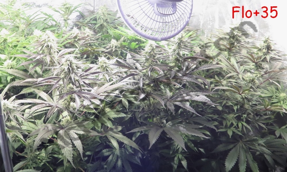 Plantes de cannabis après 5 semaines de floraison