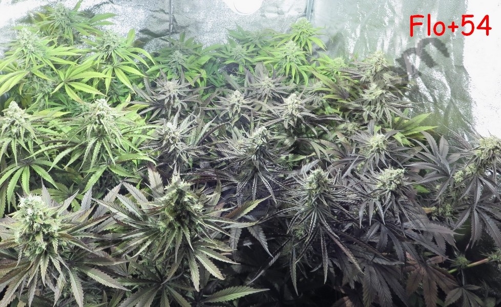 Plantes de cannabis après 8 semaines de floraison