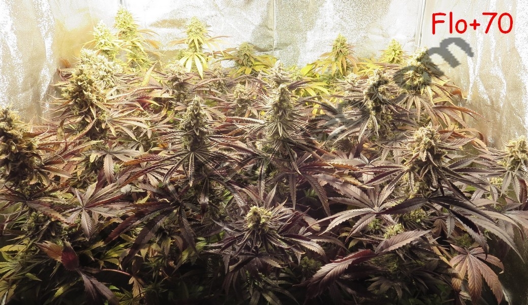 Plantes de cannabis prêtes pour la récolte