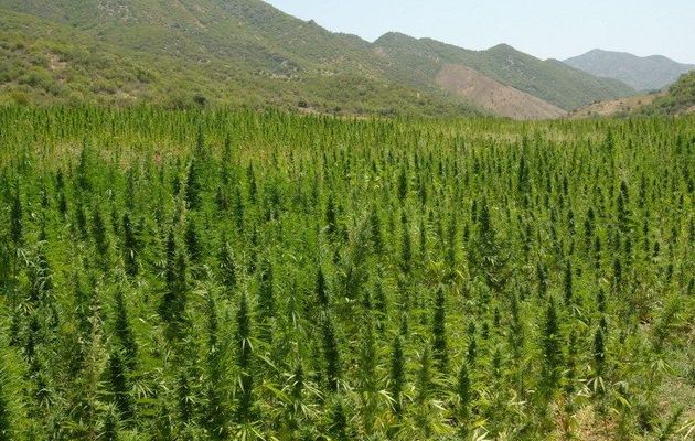 Champs de cannabis (kif) dans le Rif marocain