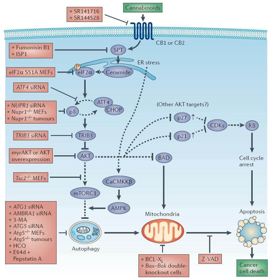 Schéma de l´action des cannabinoïdes contre les cellules cancéreuses.