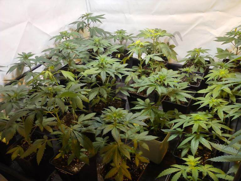 Plantes de cannabis après une semaine de stretch