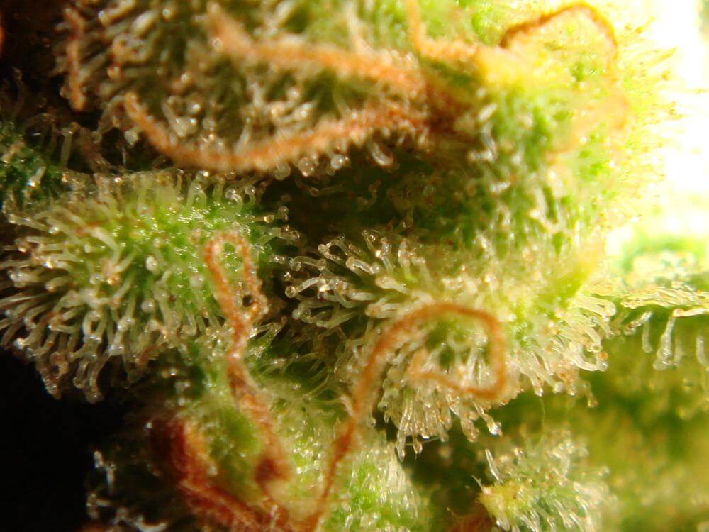 Trichomes ambrés (1)