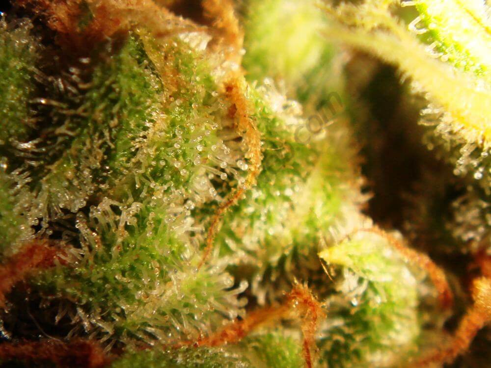 Trichomes ambrés (11)