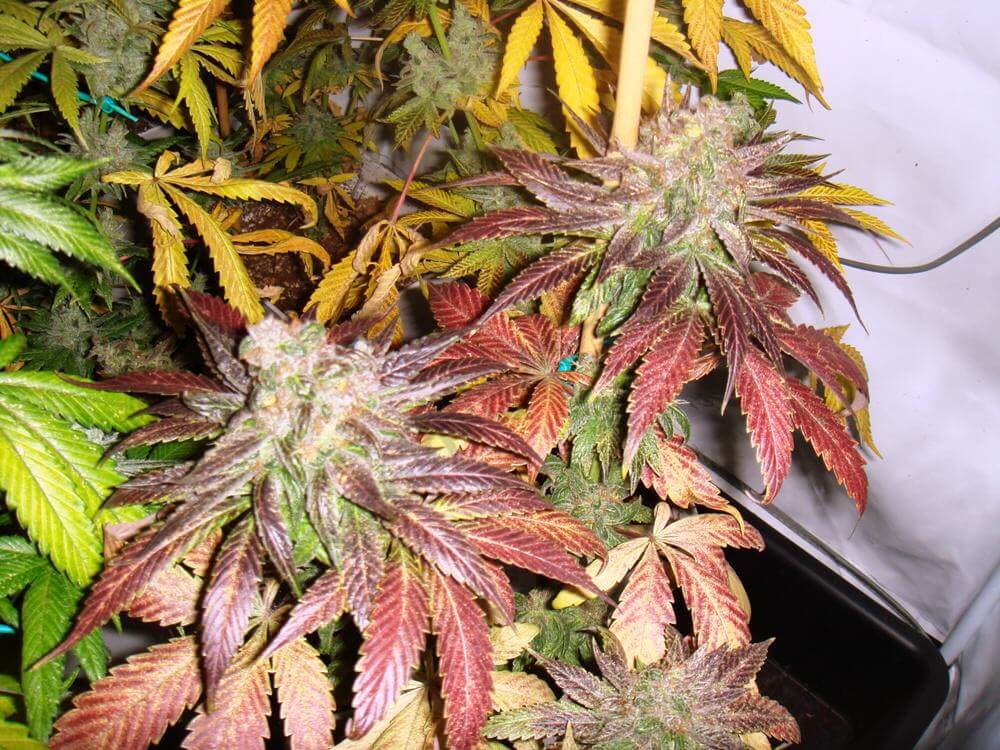 Cannabis Flo (Red)