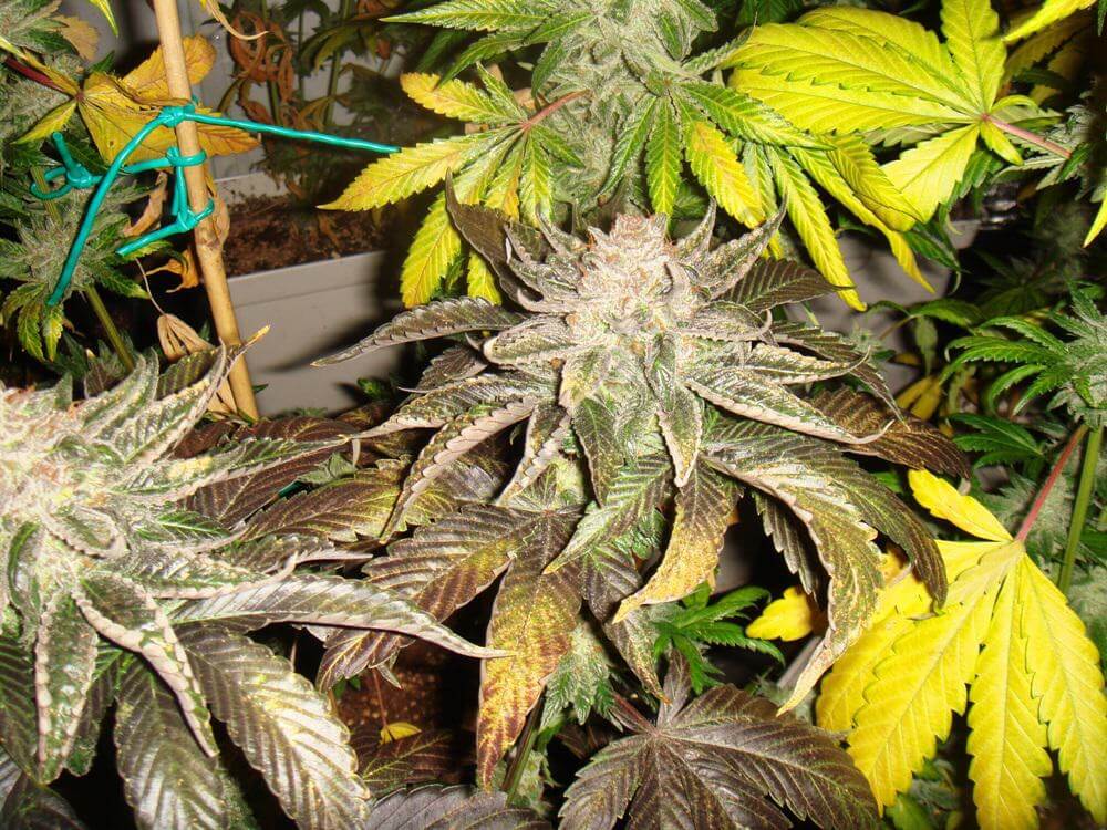 Cannabis Flo (purple)