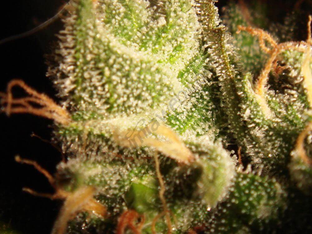 Trichomes OG Kush terminant de mûrir avant la récolte