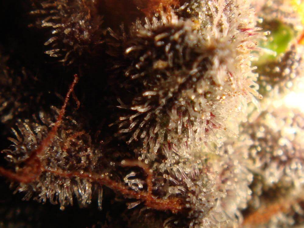 Trichomes ambrés (12)