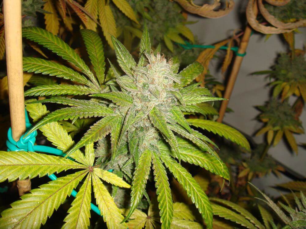 Bubblegum