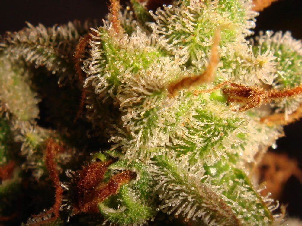 Trichomes ambrés (13)