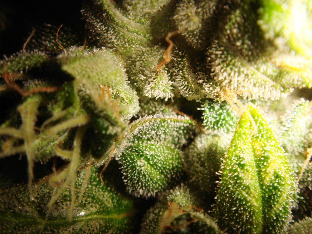 Trichomes terminant de mûrir avant la récolte
