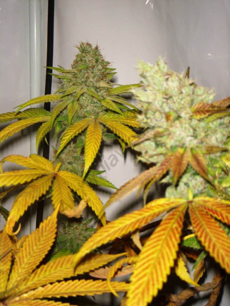 Goji Og + Bubblegum