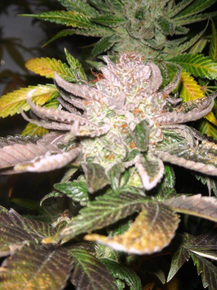 Cannabis Flo