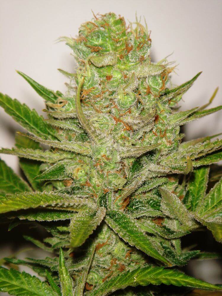 Cannabis Bubblegum