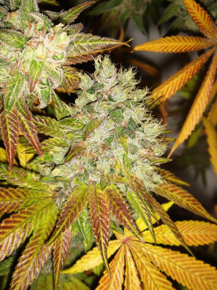 Goji Og