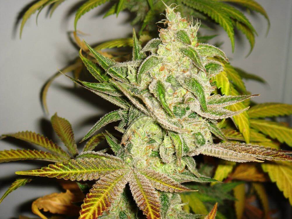 Bubblegum