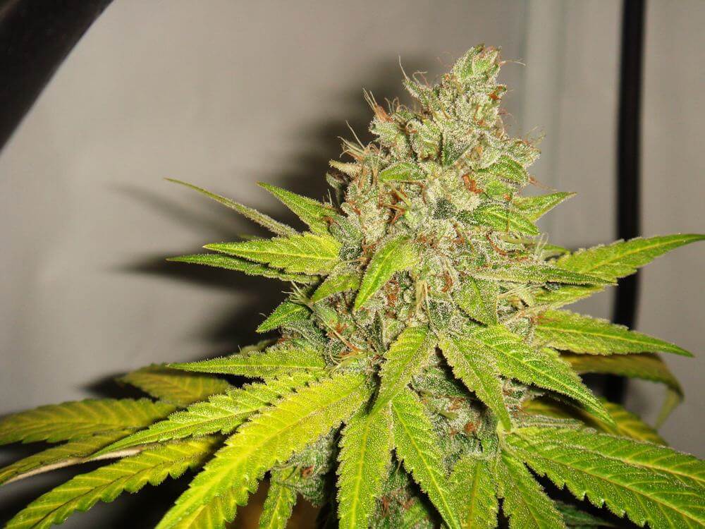 Bubblegum