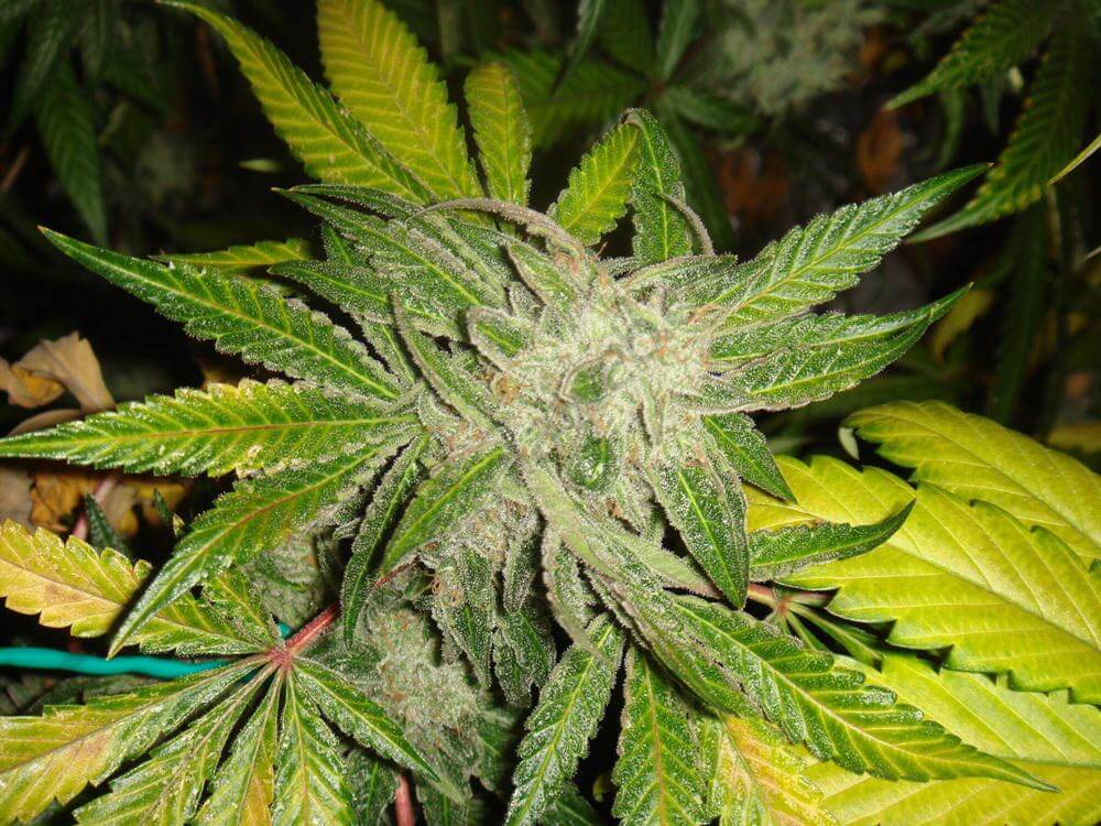 Goji Og