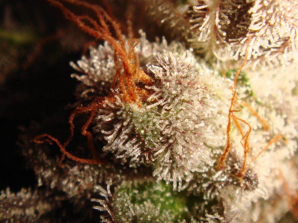 Trichomes de cannabis Flo terminant de mûrir avant la récolte