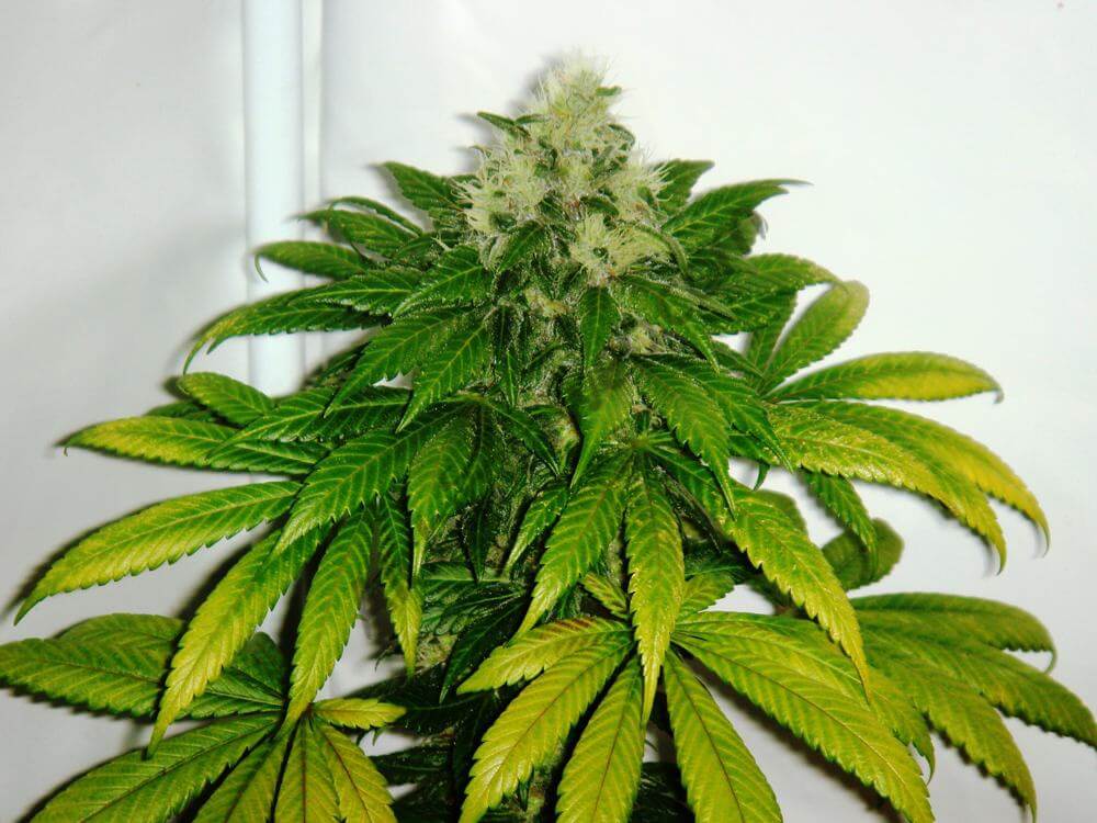 Cannabis ChemKush