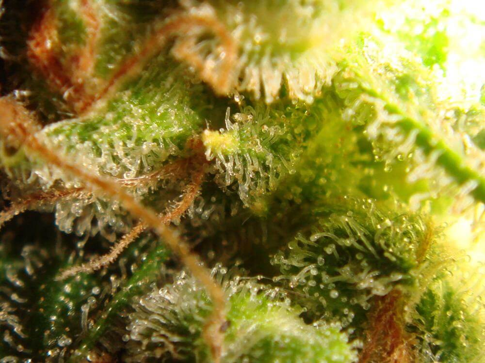 Trichomes ambrés (3)