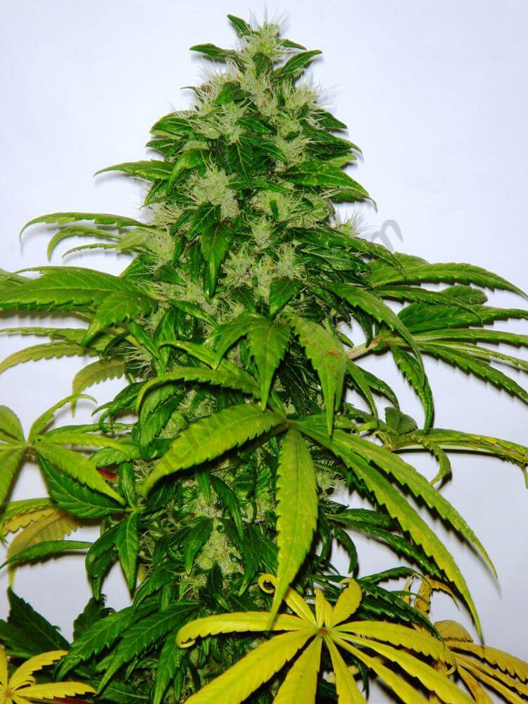 Critical Chem