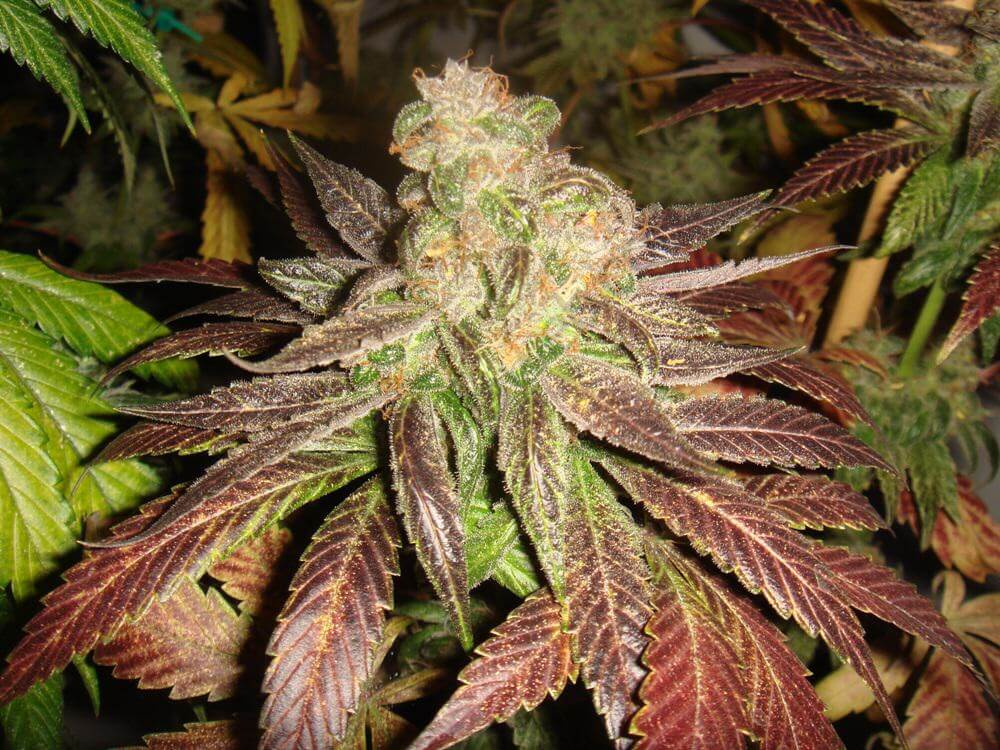 Cannabis Flo (Red)