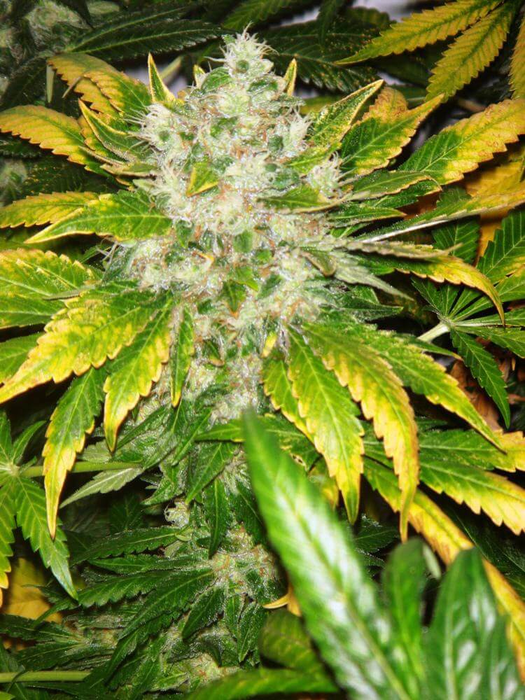 Cannabis Chemkush