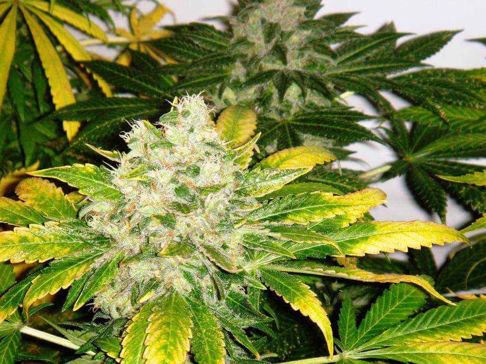 Cannabis Chemkush
