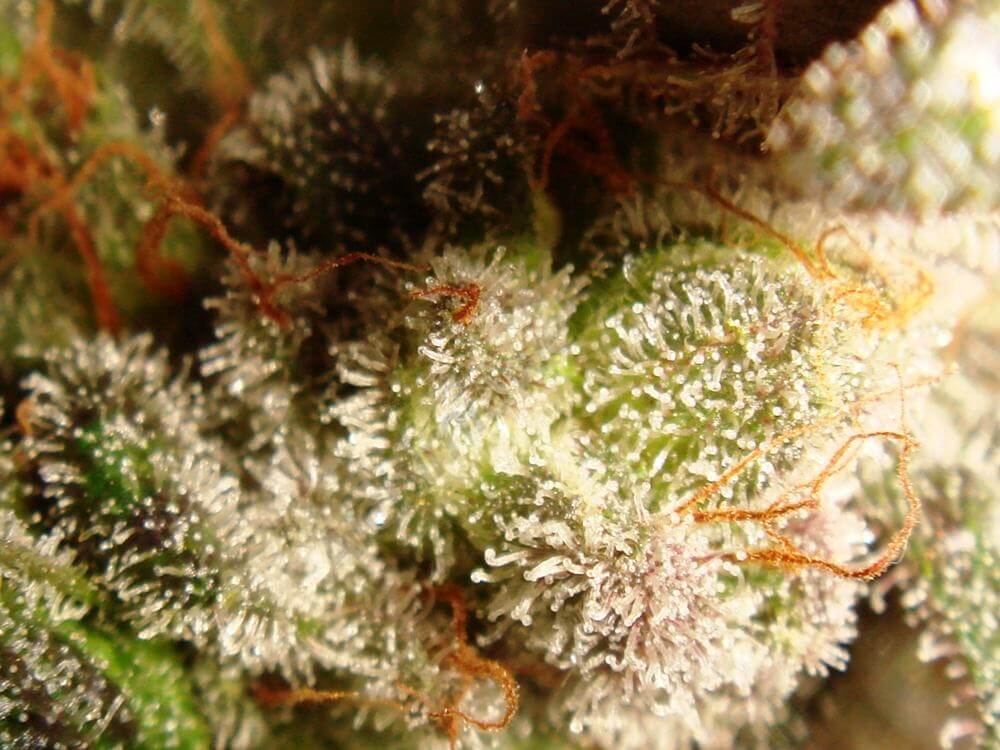 Trichomes de cannabis Flo terminant de mûrir avant la récolte