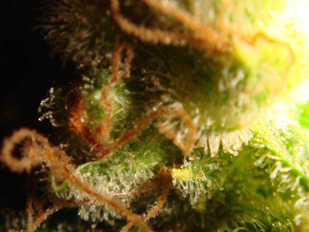 Trichomes ambrés (4)
